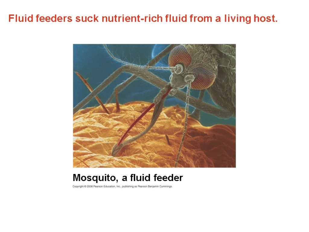Fluid feeders suck nutrient-rich fluid from a living host. Mosquito, a fluid feeder